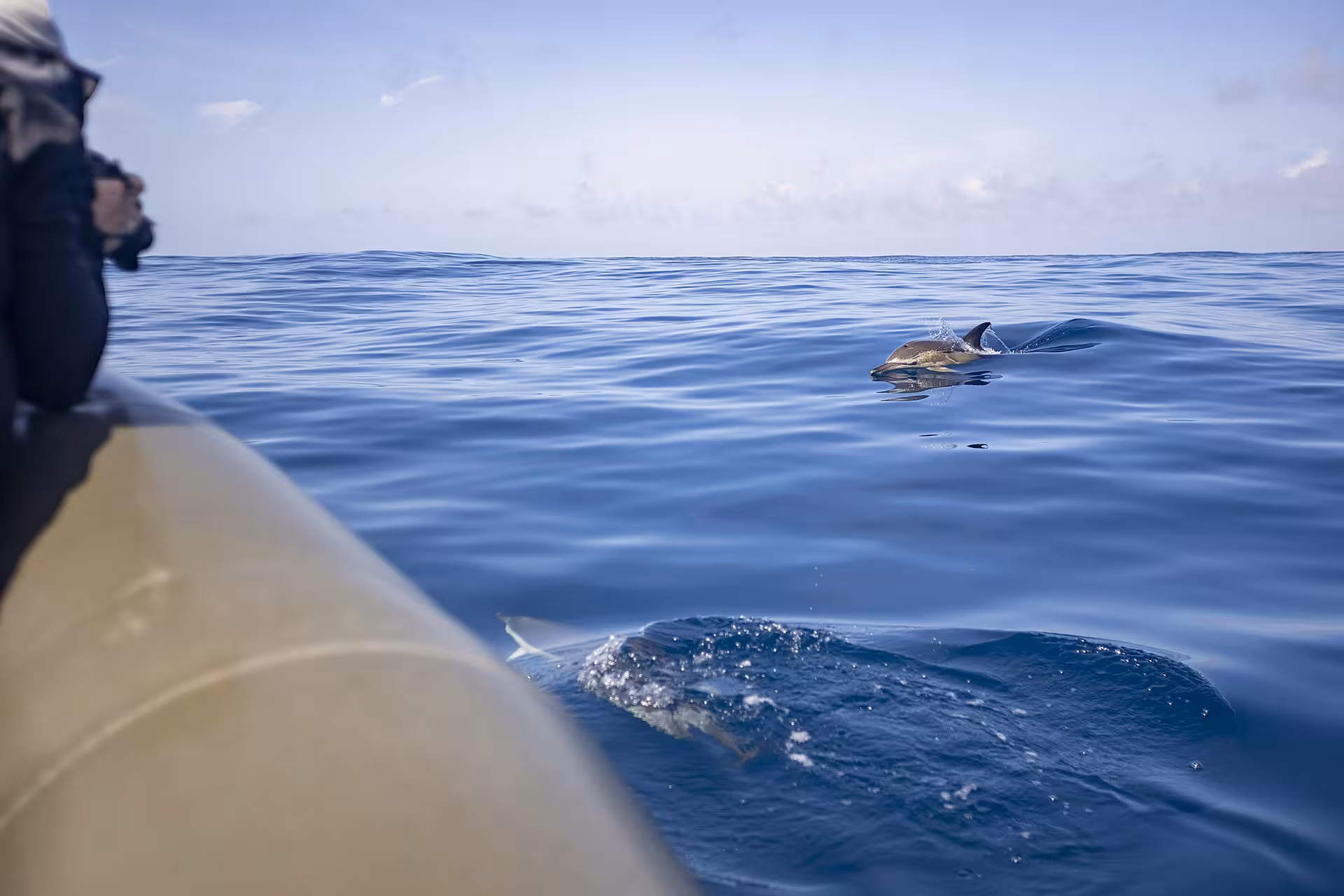Close-up dolphin beside a small boat on a Lisbon dolphin watching tour in the Atlantic Ocean near Portugal