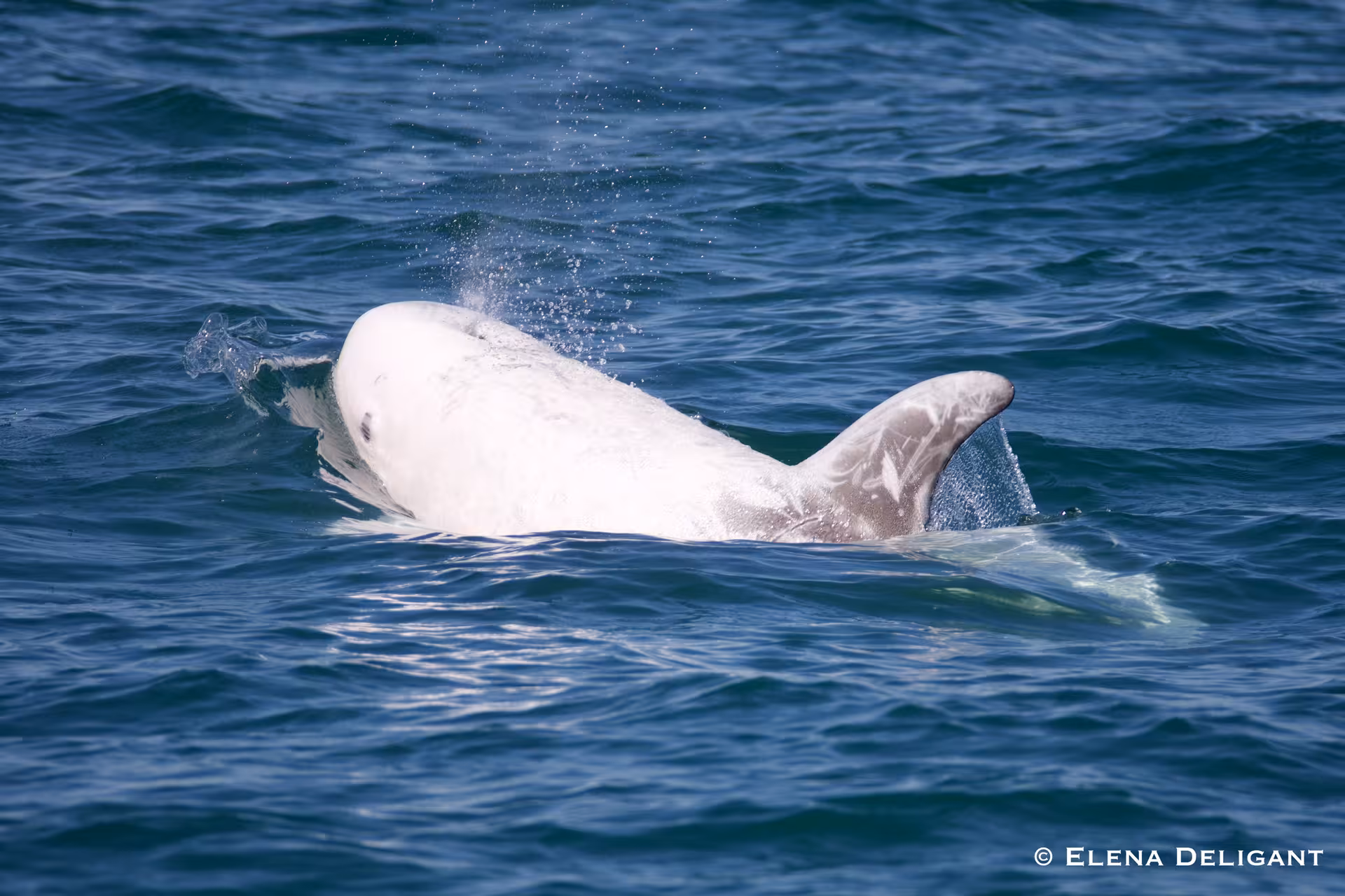 Close-up of a dolphin emerging from the sea, perfect for dolphin watching with expert biologists on board.
