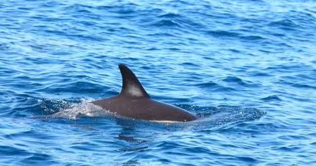 A dolphin fin gracefully cuts through the vibrant blue waters of the Algarve during a dolphin watching tour.