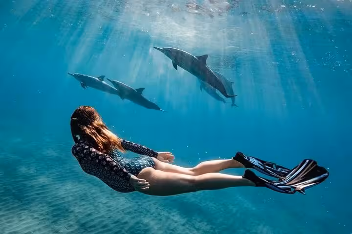 Snorkelers watch a dolphin leap in the Red Sea on Dolphin House snorkeling cruise from Hurghada with lunch
