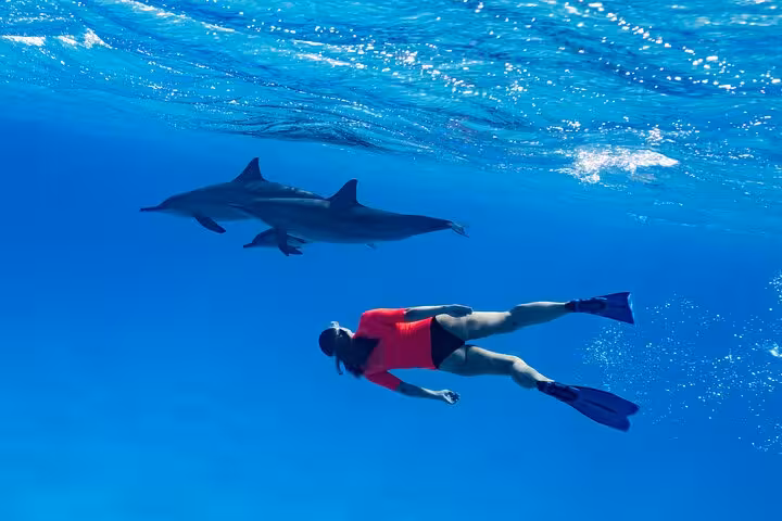 Snorkeler swimming with dolphins underwater in the Red Sea on a Hurghada Dolphin House snorkeling trip with lunch