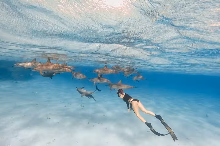 Snorkeler swimming with a pod of dolphins at Dolphin House Hurghada, Red Sea snorkeling cruise