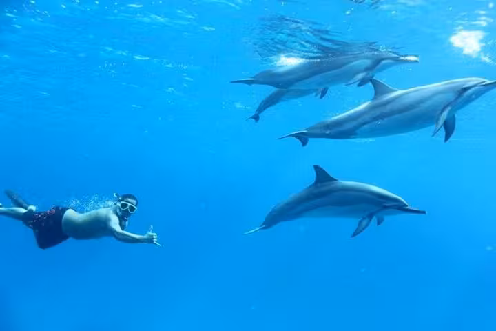 Snorkeler swimming with wild dolphins at Dolphin House reef, Hurghada Red Sea snorkeling cruise with lunch