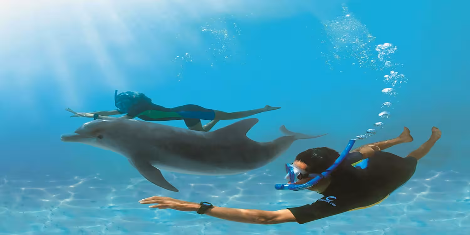 Snorkelers swimming alongside a wild dolphin at Dolphin House, Red Sea tour with crystal-clear water and reefs