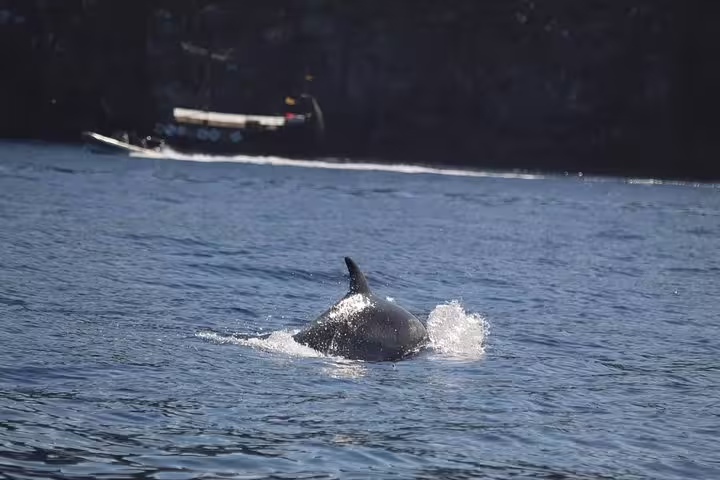 Dolphin swimming near a speeding jet ski during a 2-hour jet ski safari, perfect for adventure seekers and nature lovers.