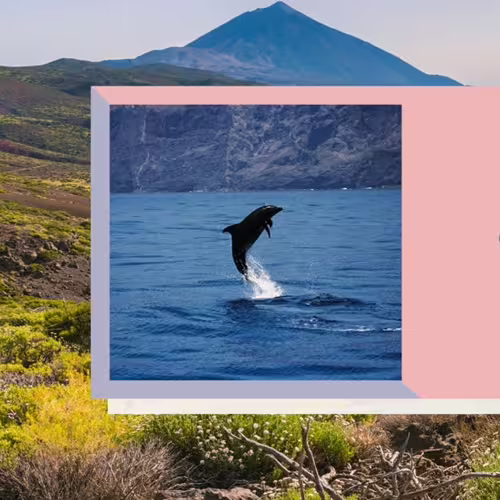 Dolphin leaps in the ocean with the picturesque backdrop of Mount Teide and lush Tenerife landscape.