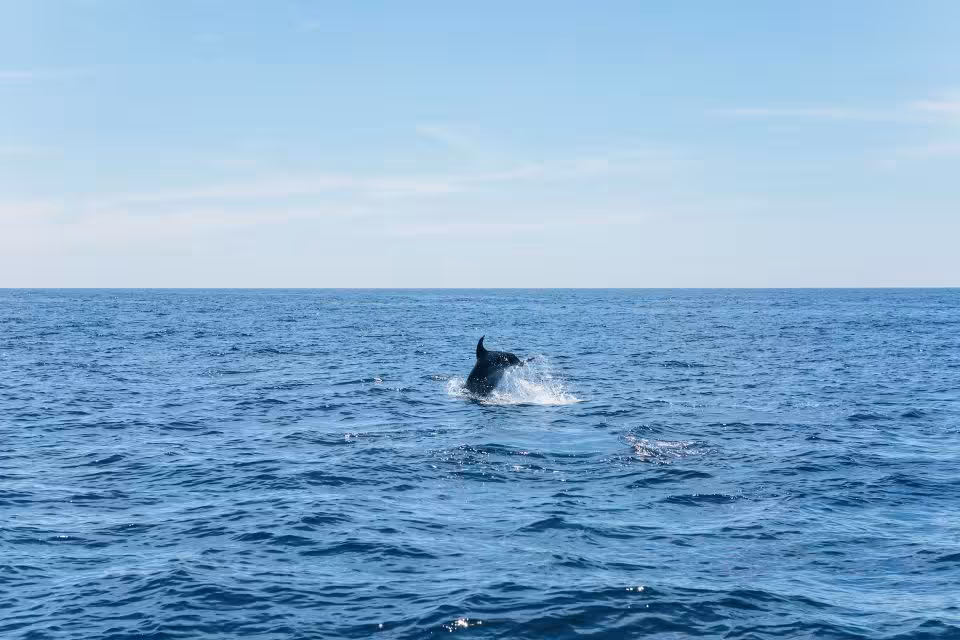 Dolphin leaping in the sparkling ocean, ideal for Dreamer Caves & Dolphin Watching tour, capturing marine adventure.