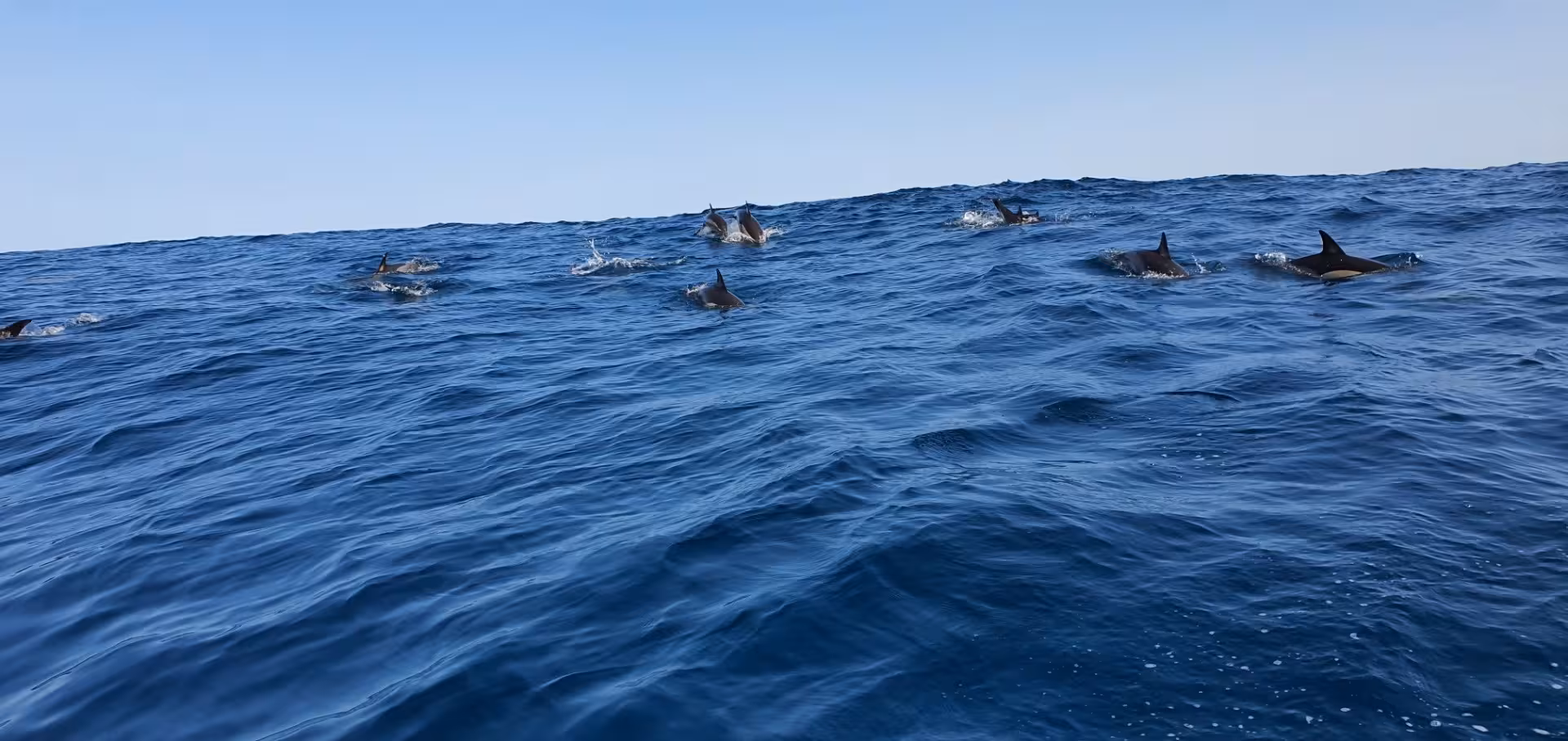Pod of dolphins swimming in the vast Atlantic Ocean during an exciting whale watching tour.