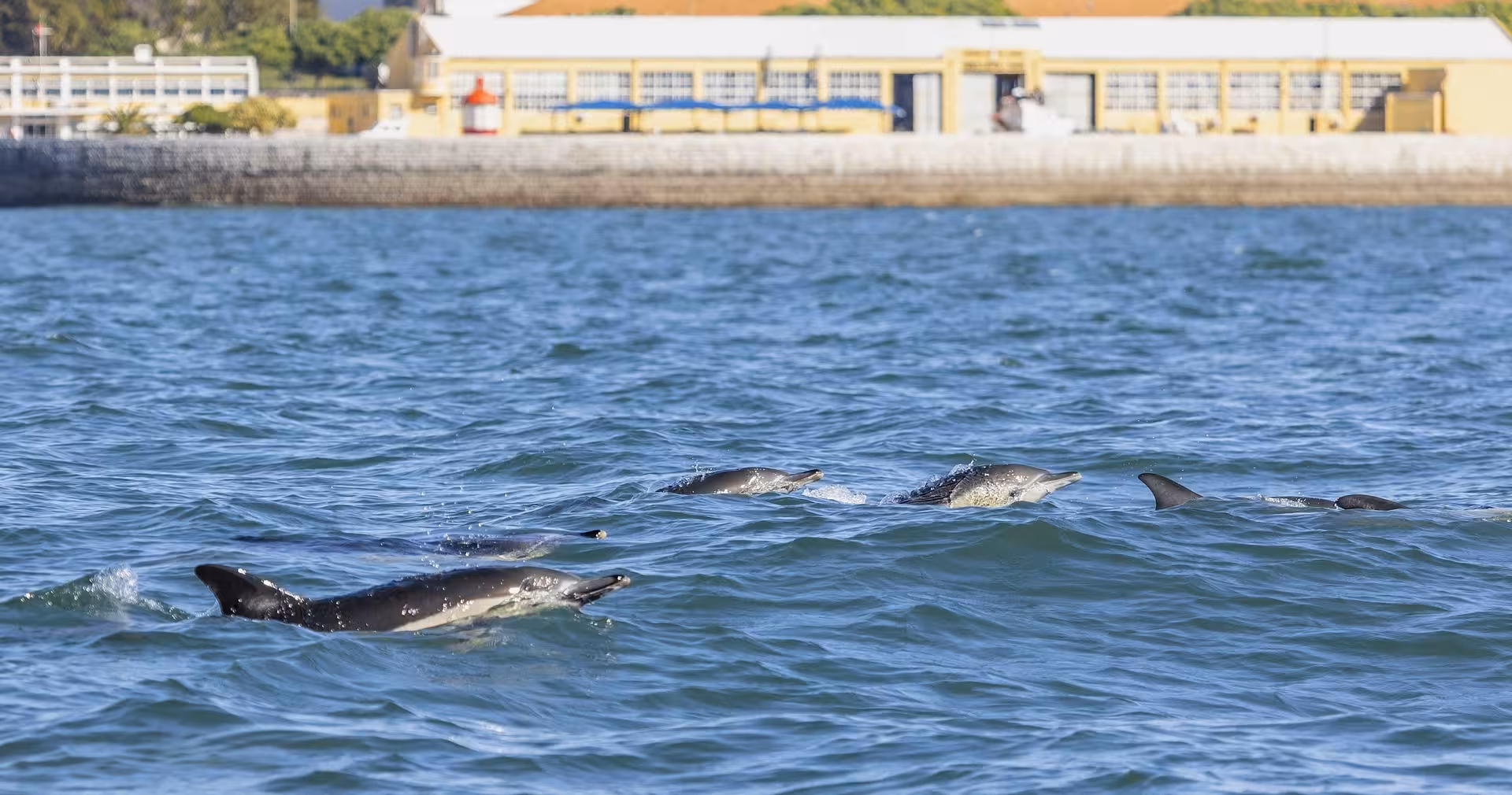Pod of dolphins surfacing near Lisbon on a dolphin watching cruise from the Tagus estuary to the Atlantic