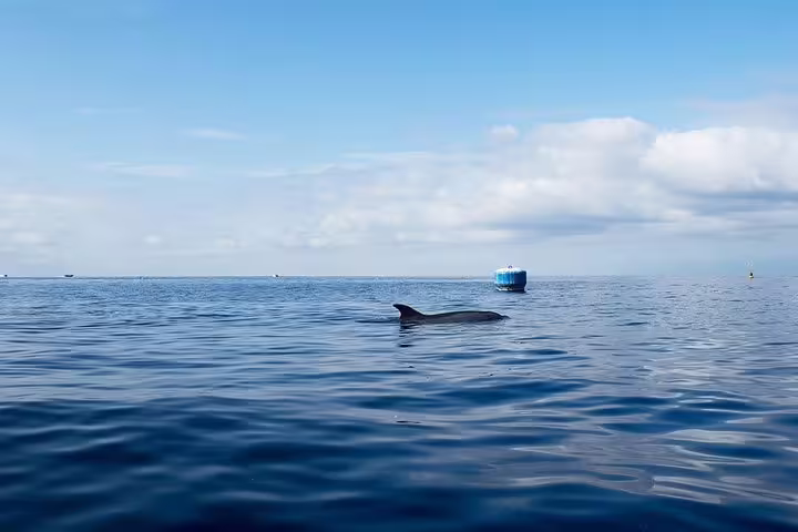 A dolphin swims near a buoy in the open ocean under a bright blue sky, ideal for snorkeling and wildlife tours.