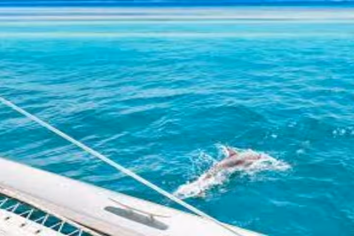 Dolphin swimming beside boat in Sataya Reef, Marsa Alam Red Sea on snorkeling tour with lunch