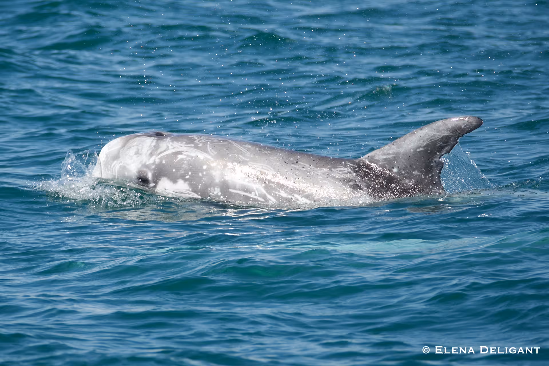 Single dolphin surfacing in clear blue waters, showcasing unique spotting during a guided marine biologist tour.