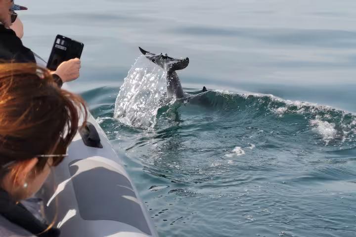 Dolphin surfacing beside RIB on Albufeira Marina dolphin watching tour, Algarve coast near Benagil caves