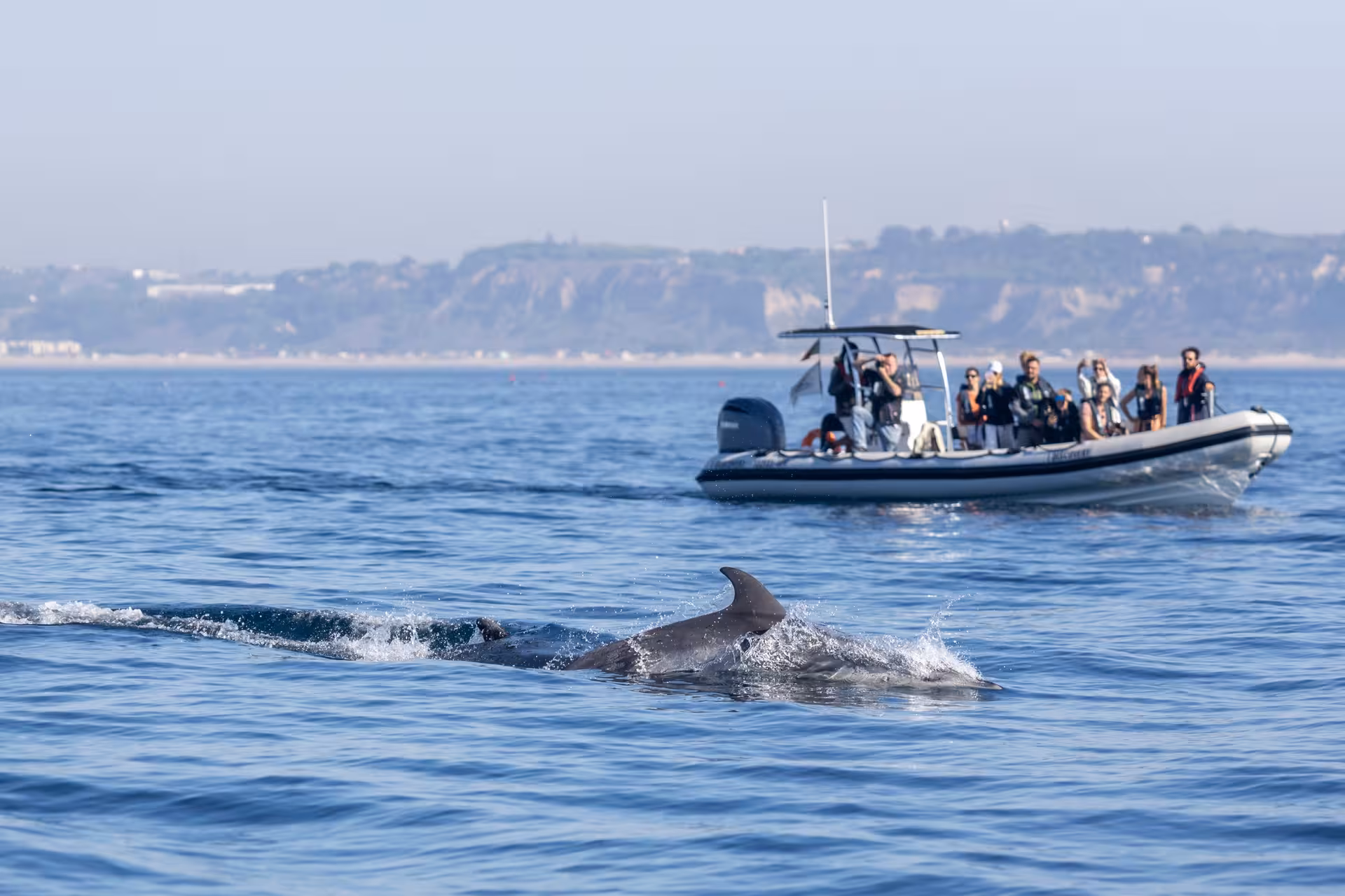 Dolphin surfacing near a RIB with passengers on a Lisbon dolphin watching tour along the Setúbal coastline