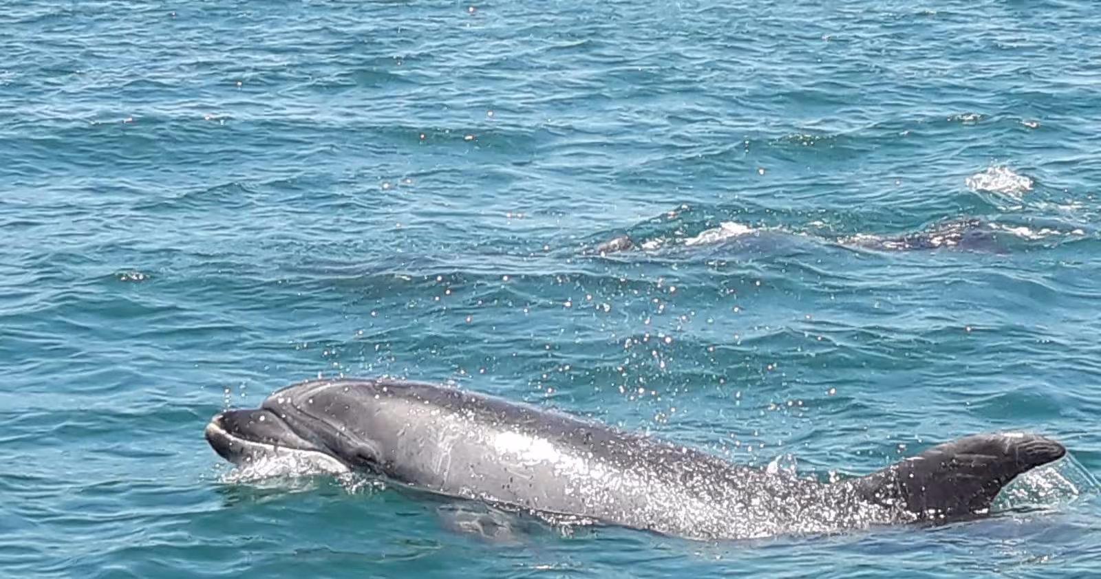Close-up dolphin surfacing in turquoise water on a Lisbon dolphin watching tour along the Tagus estuary