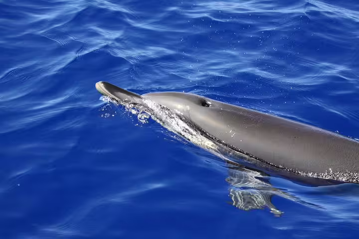 Dolphin gracefully swimming in the vibrant blue waters of Funchal, perfect for an unforgettable whale and dolphin watching tour.