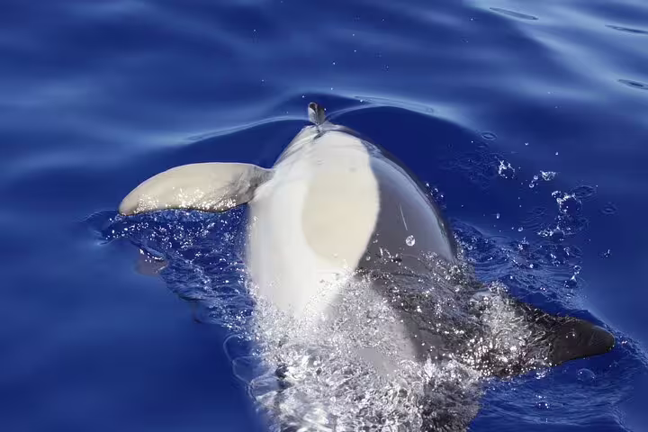 Dolphin swimming gracefully in the clear blue waters of Funchal during an exciting whale and dolphin watching tour.