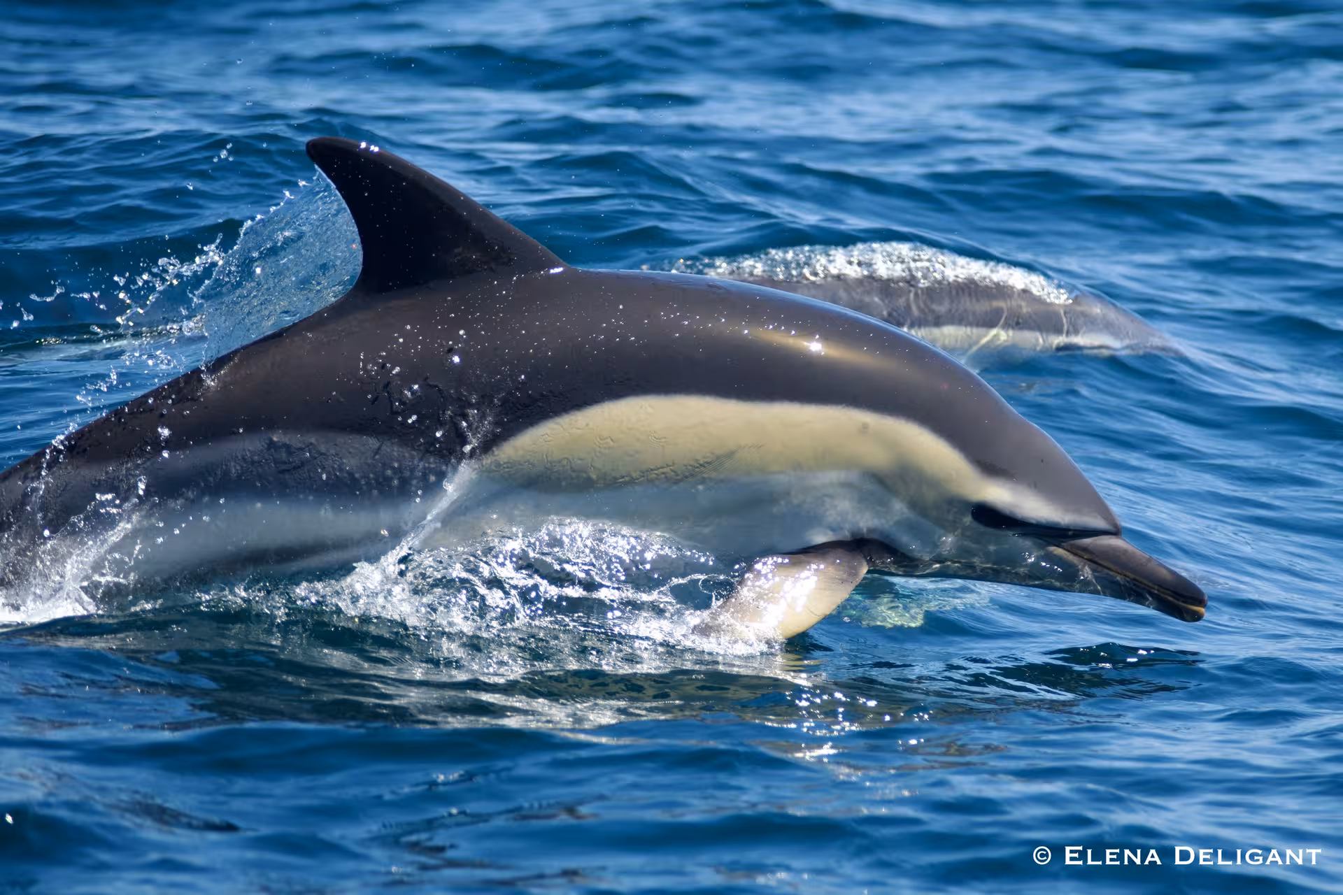 Close-up of a dolphin swimming gracefully in crystal-clear blue ocean waters, perfect for marine biology tours.