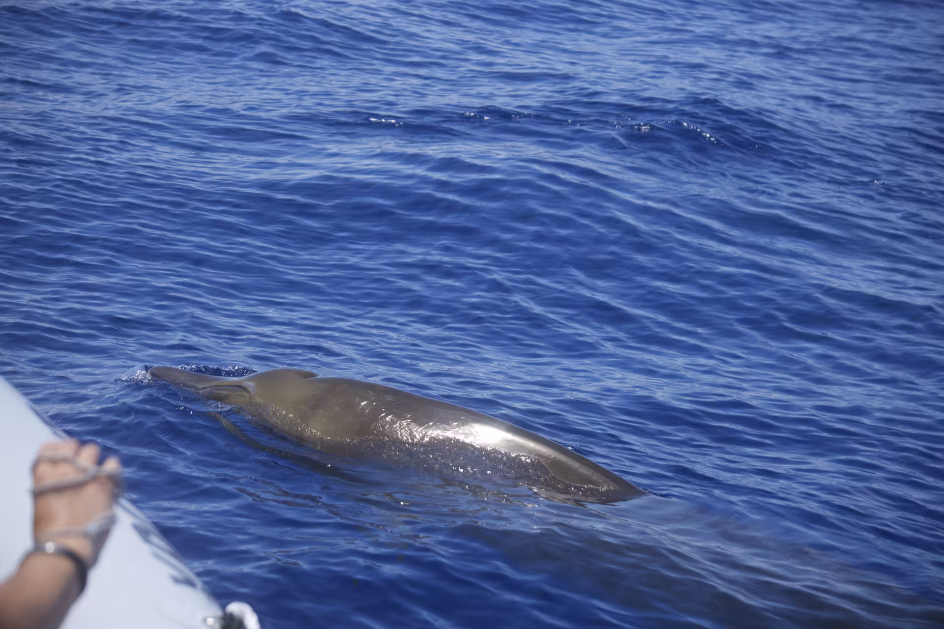 Close-up of a dolphin swimming alongside a RIB boat in clear blue waters.