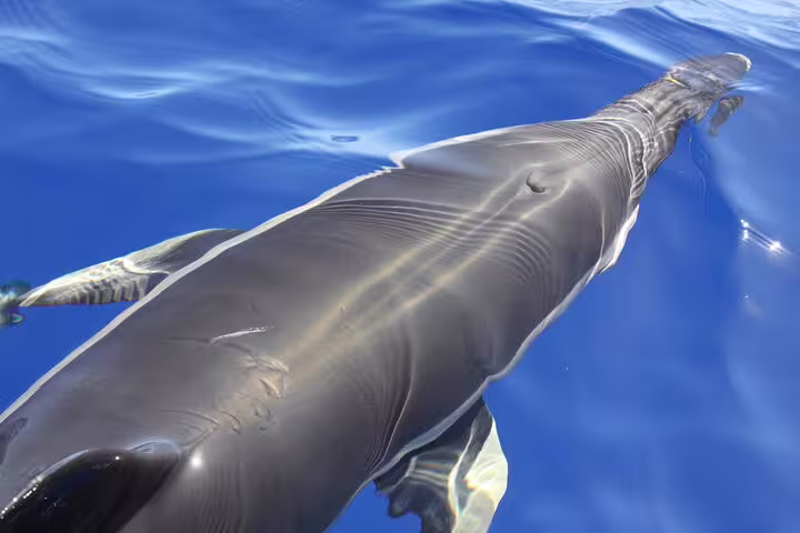 Close-up of a dolphin swimming in clear blue waters during a whale and dolphin watching tour in Funchal, Madeira.