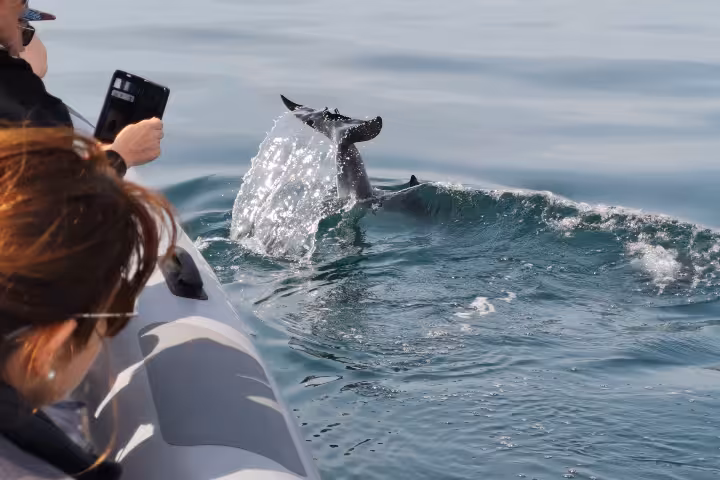 Guests spot a dolphin beside the speedboat on Albufeira Marina dolphin watching tour along the Algarve coast