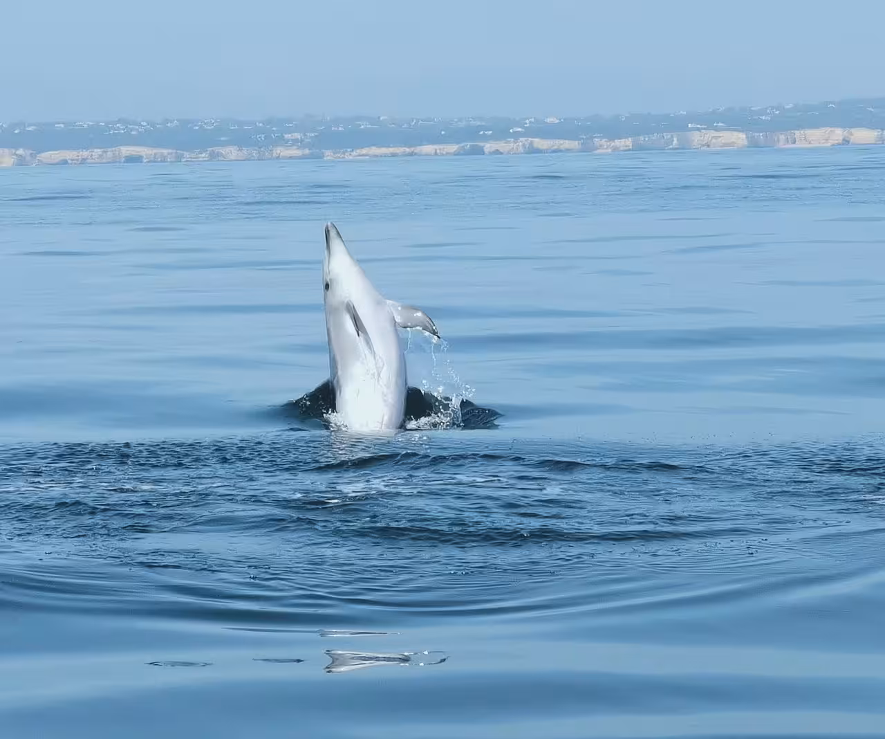 Dolphin leaping dramatically from calm Atlantic waters near Algarve cliffs on luxury catamaran dolphin watching tour Albufeira