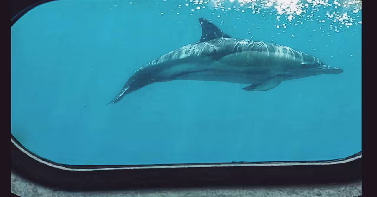 Underwater dolphin gliding past a glass viewing window on a marine wildlife cruise, ideal for family dolphin watching tours