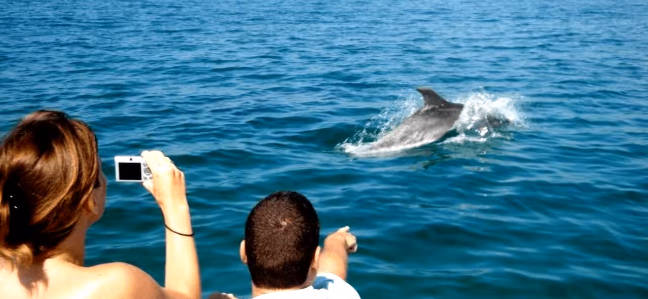 Guests photograph a wild dolphin surfacing in the Algarve on a dolphin watching tour from Faro by boat