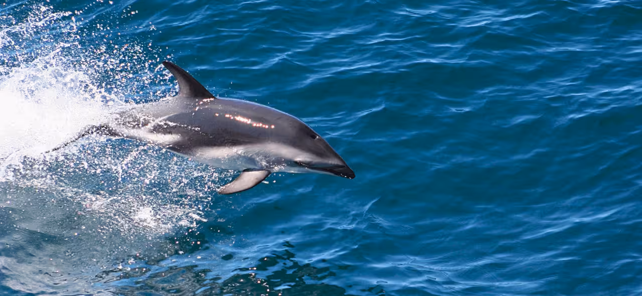 Wild dolphin swimming beside the boat on a Faro dolphin watching tour in the Algarve, Portugal, on sparkling Atlantic waters