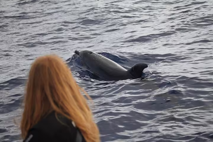 A tourist observes a dolphin surfacing in the Atlantic Ocean during a whale and dolphin watching tour off Funchal's coast.