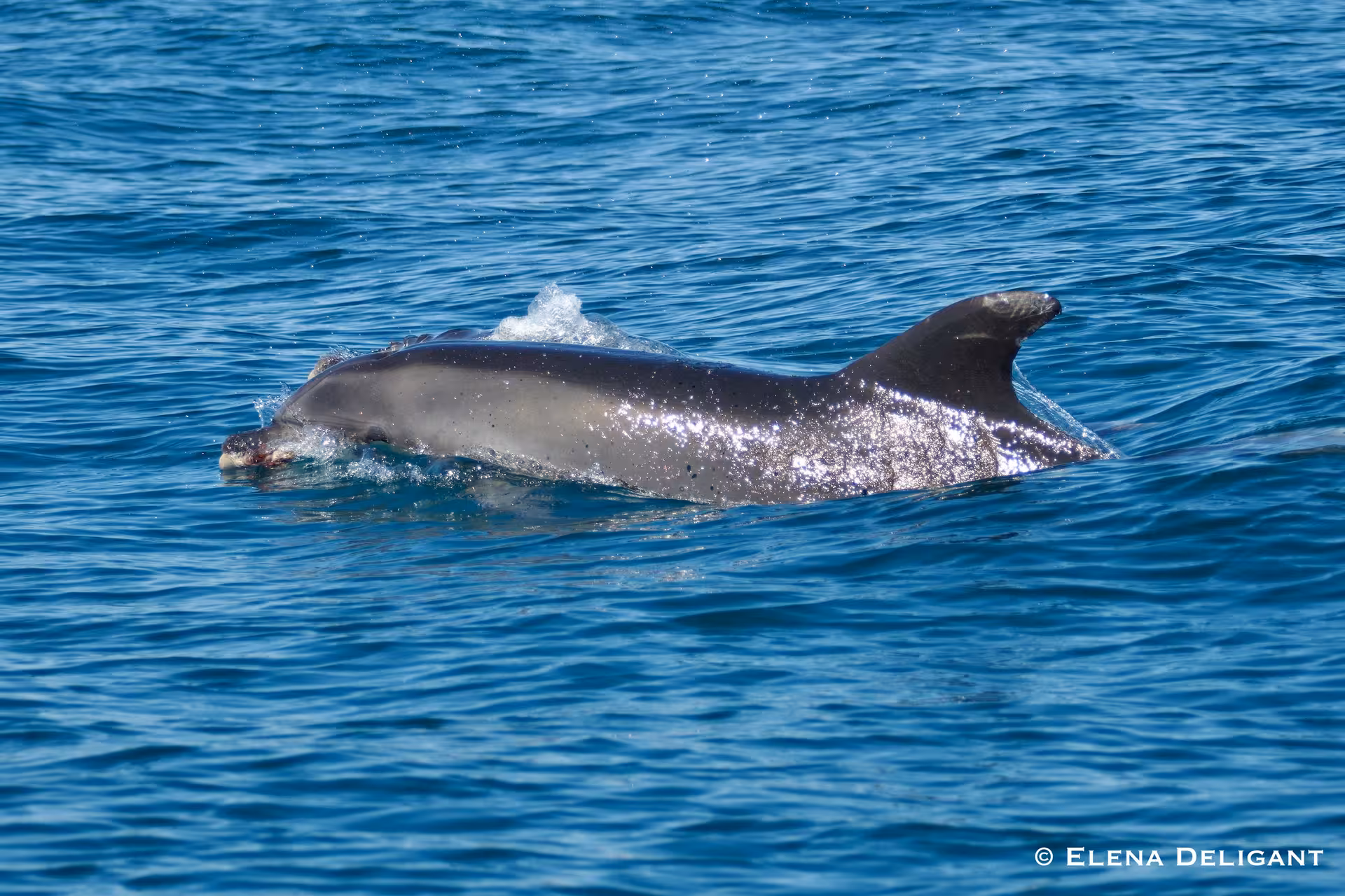 Dolphin surfacing with water glistening on its back, showcasing the beauty of marine life in natural habitats.