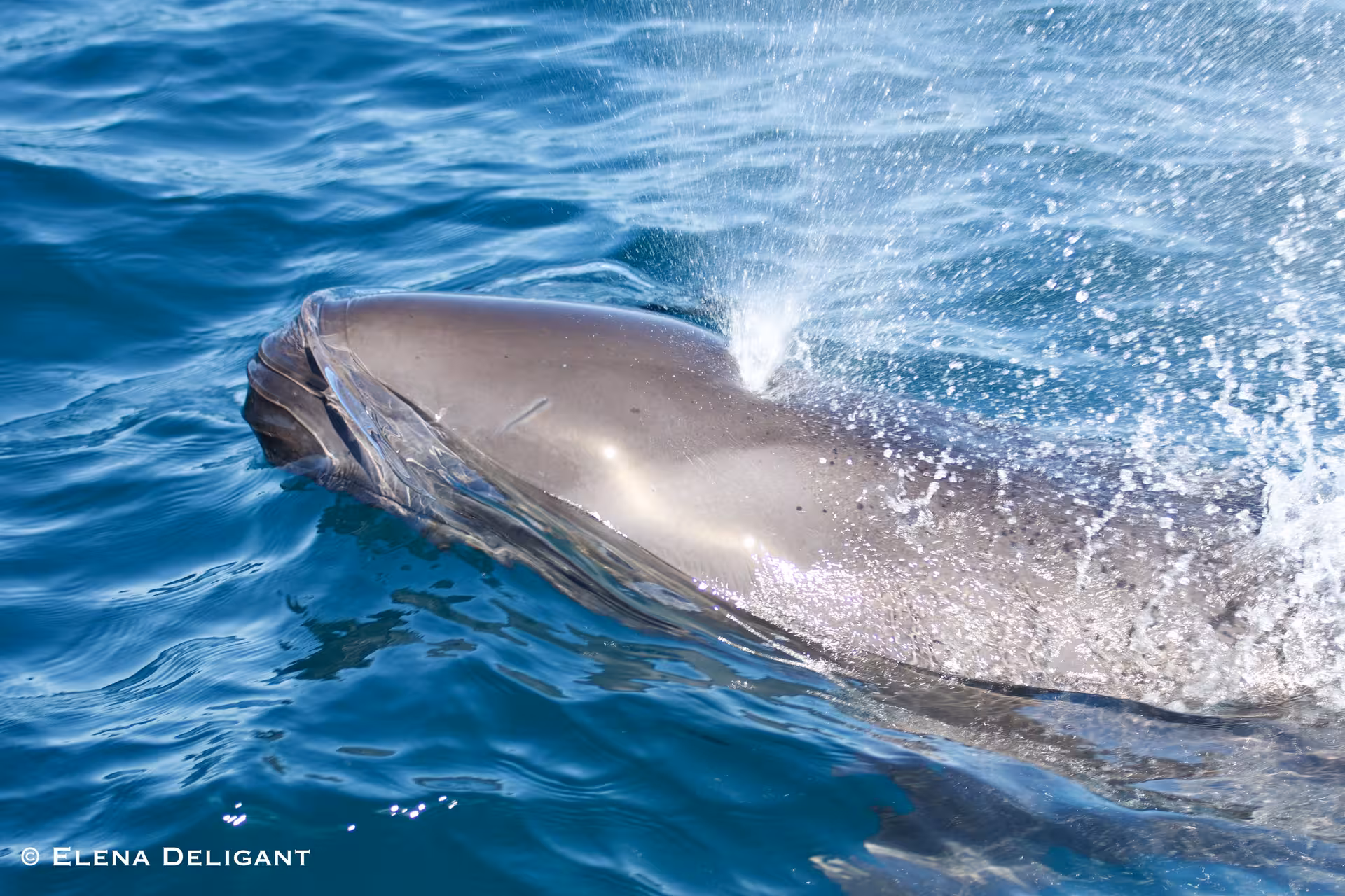 A dolphin surfaces with a splash in crystal clear waters, ideal for a biologist-led dolphin sighting tour.