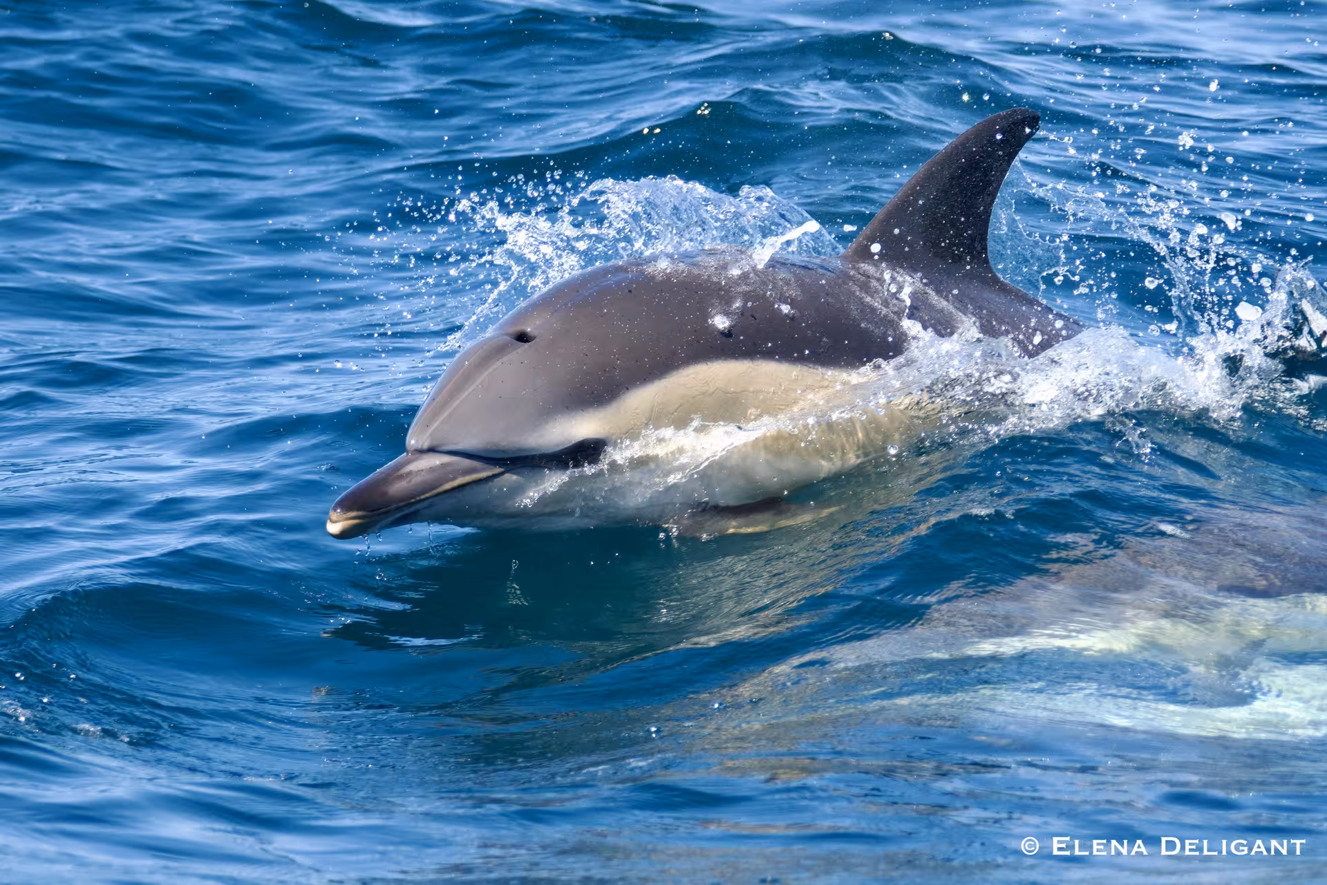 Dolphin playfully gliding through vibrant blue waves, ideal for wildlife enthusiasts and eco-friendly tours.