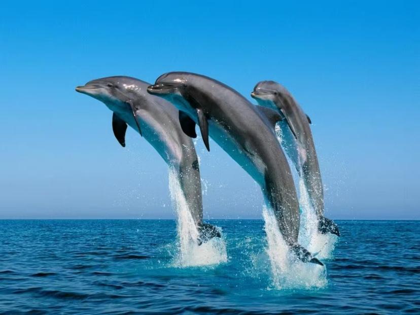 Dolphins leaping in the Adriatic Sea near Cesenatico, a highlight of the panoramic Adriatic Coast tour