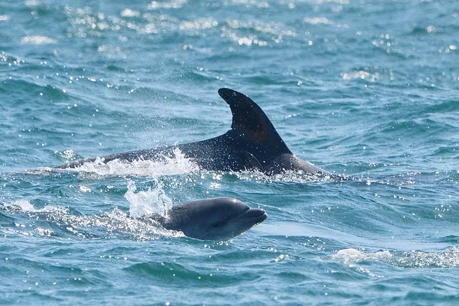 Dolphins swim gracefully alongside the boat in the Algarve, a highlight of the Benagil Caves tour.