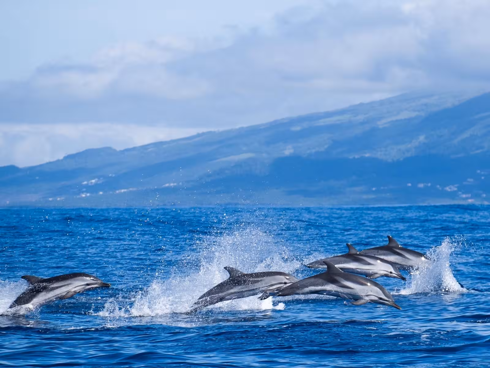 Pod of dolphins leaping in the Atlantic off São Miguel, Azores on whale and dolphin watching full-day tour