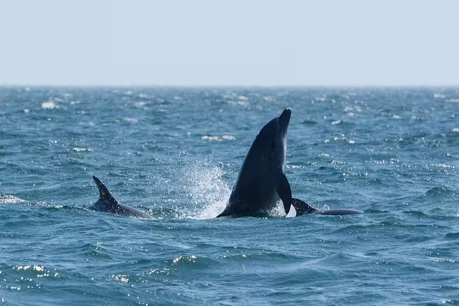 Playful dolphins leap through the waves during an Algarve dolphin watching tour near the Benagil Caves.