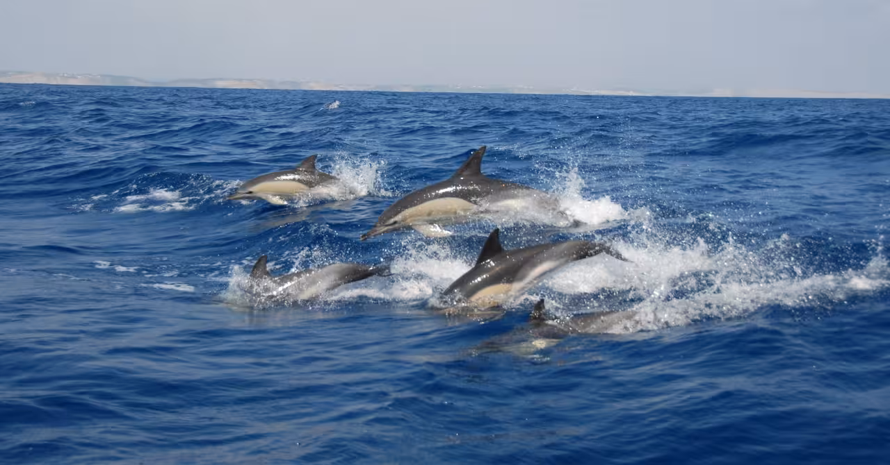 A playful pod of dolphins leaps through vibrant blue ocean waters during a thrilling dolphin watching tour.