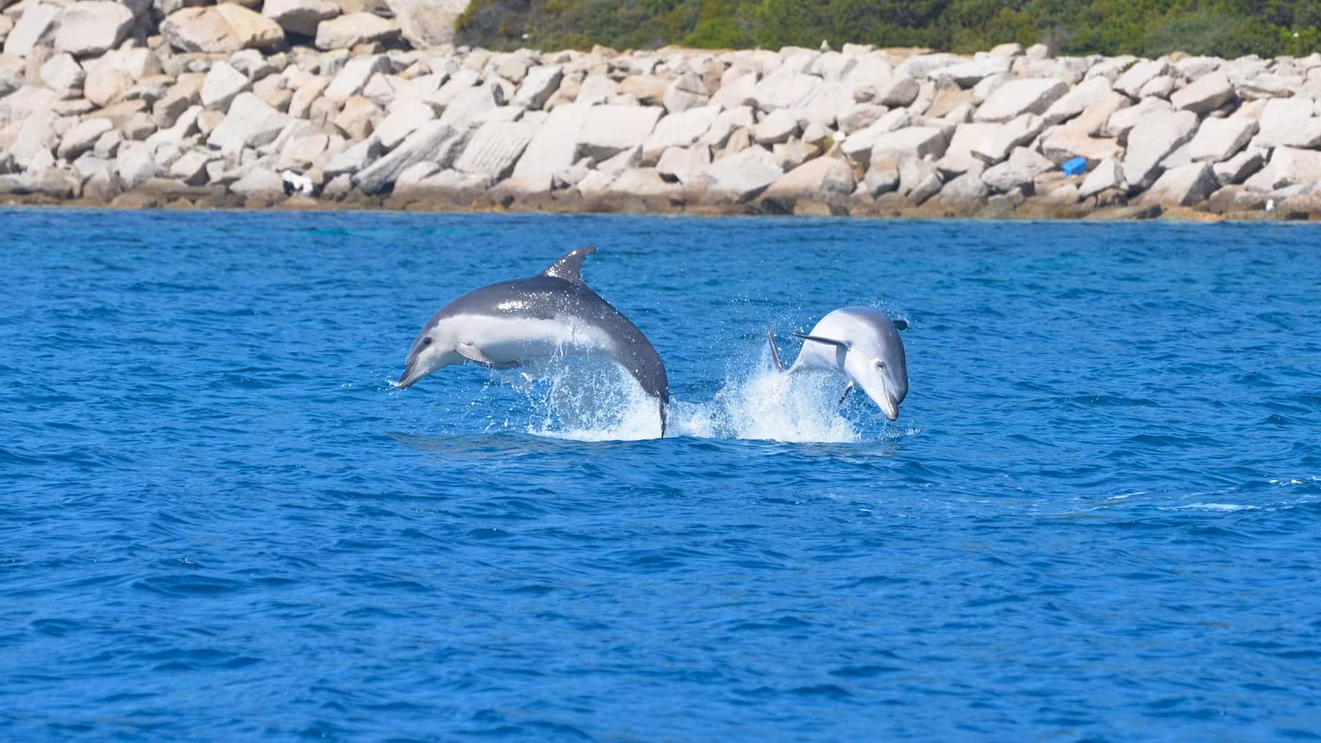 Two dolphins leaping in sync near rocky shores on a Capo Figari RIB tour from Olbia, showcasing vibrant marine life.