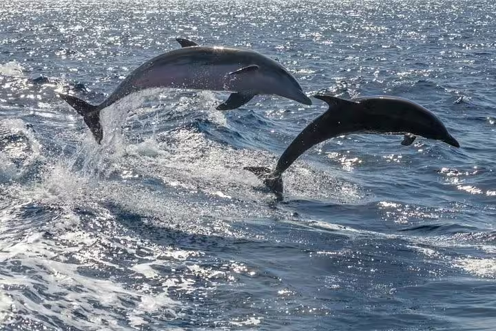 Two dolphins gracefully leaping from the ocean near Masca on a sunny day.