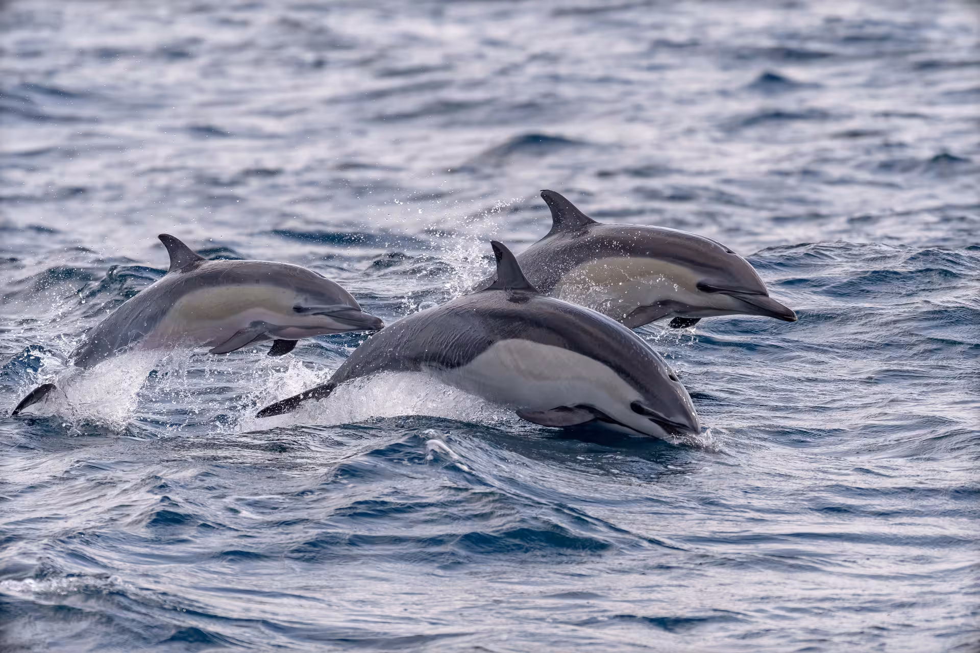 Group of dolphins leaping through the ocean waves on an exciting wildlife tour.
