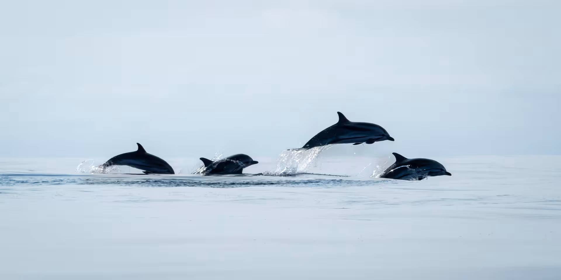 Pod of dolphins leaping above calm ocean on a half-day whale and dolphin watching cruise wildlife tour