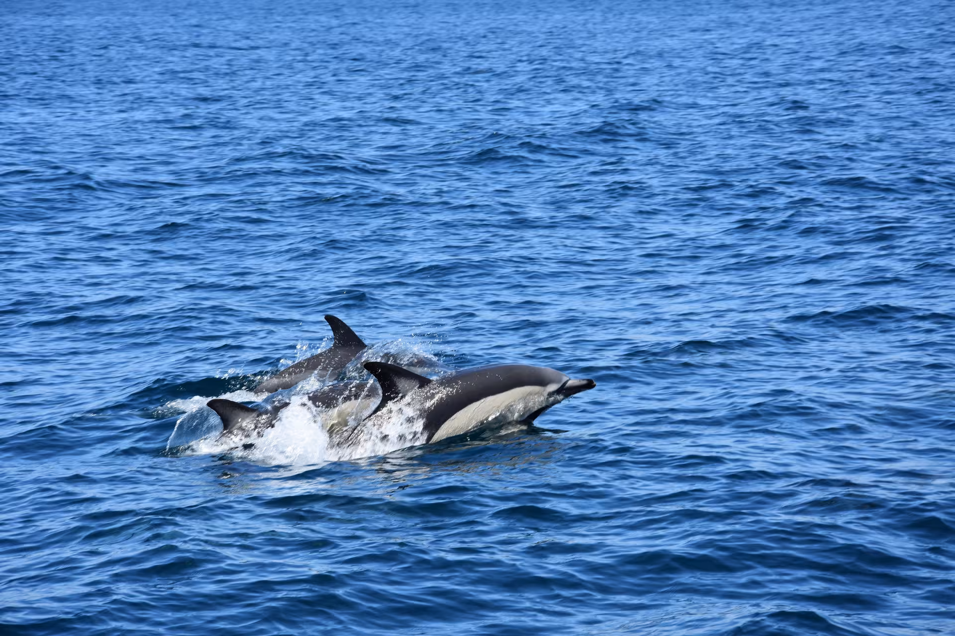 Close-up of two dolphins leaping through the waves, highlighting an exciting marine adventure on a caves tour.
