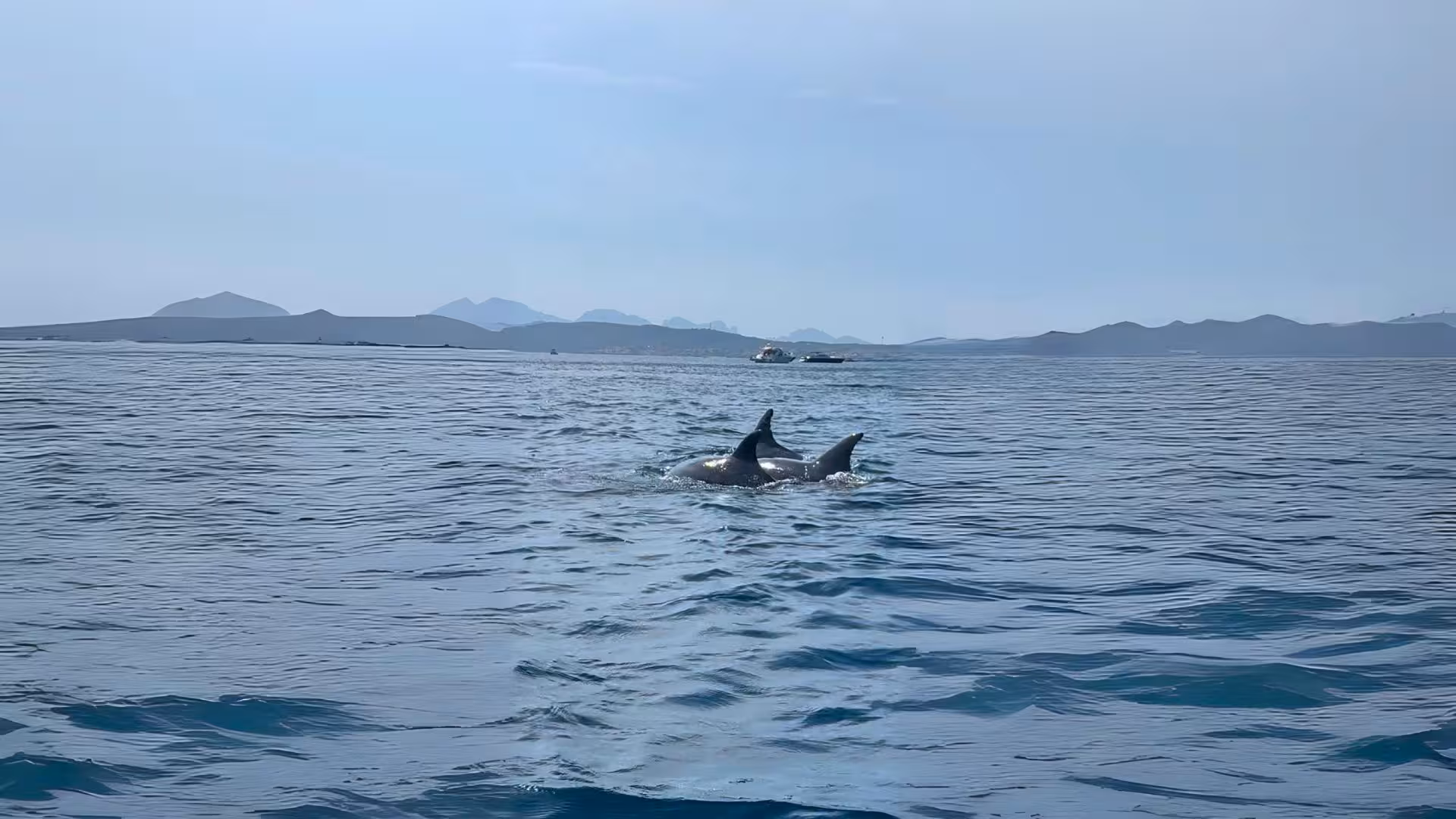 Dolphins swimming in clear blue waters near Olbia, captured during the Capo Figari RIB tour experience.