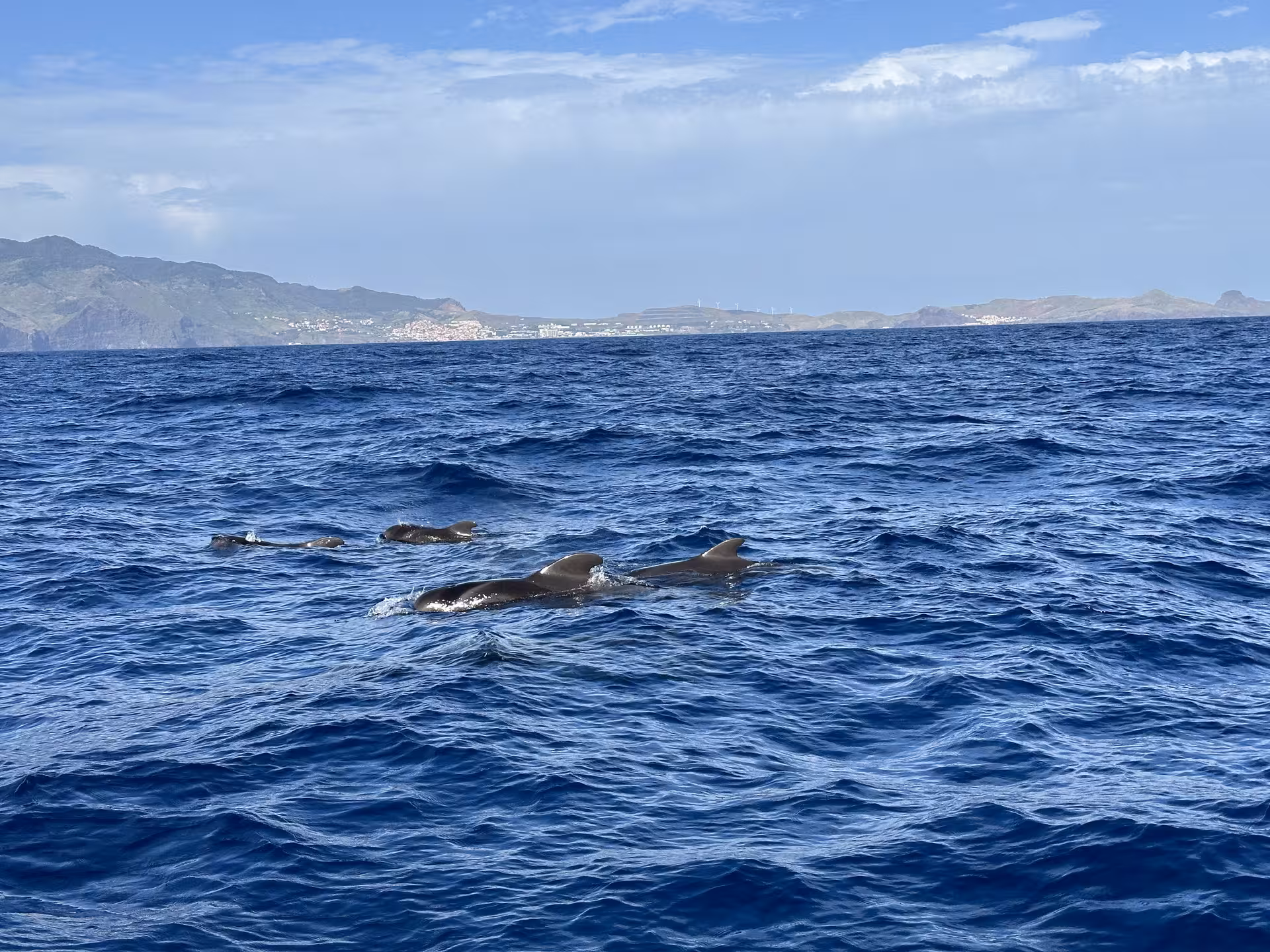 Pod of dolphins swimming near the coast on a sunny day, perfect for dolphin watching tours.
