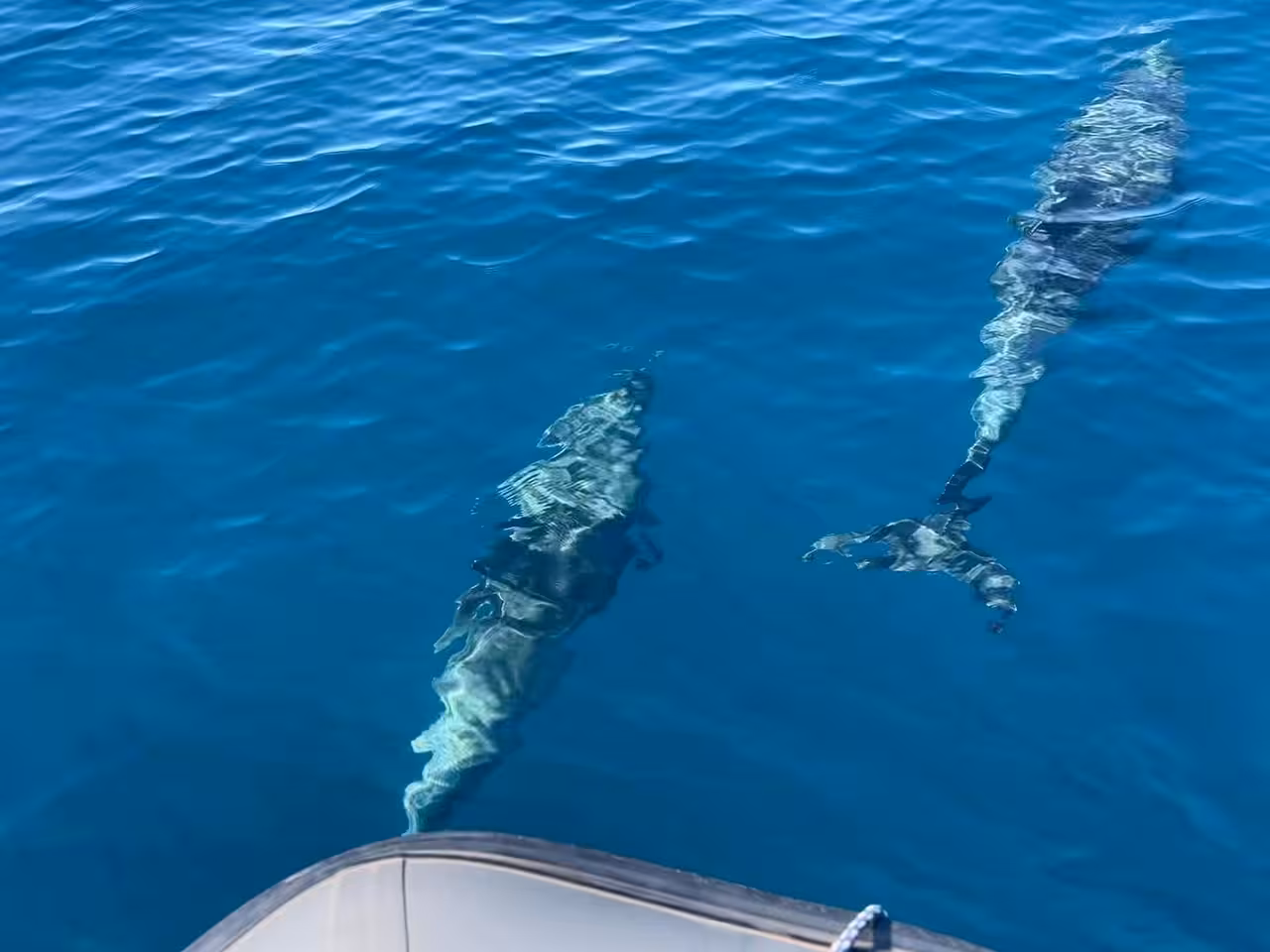 Two dolphins swimming beside a RIB boat in crystal-clear Algarve waters on a private Ponta da Piedade dolphin tour