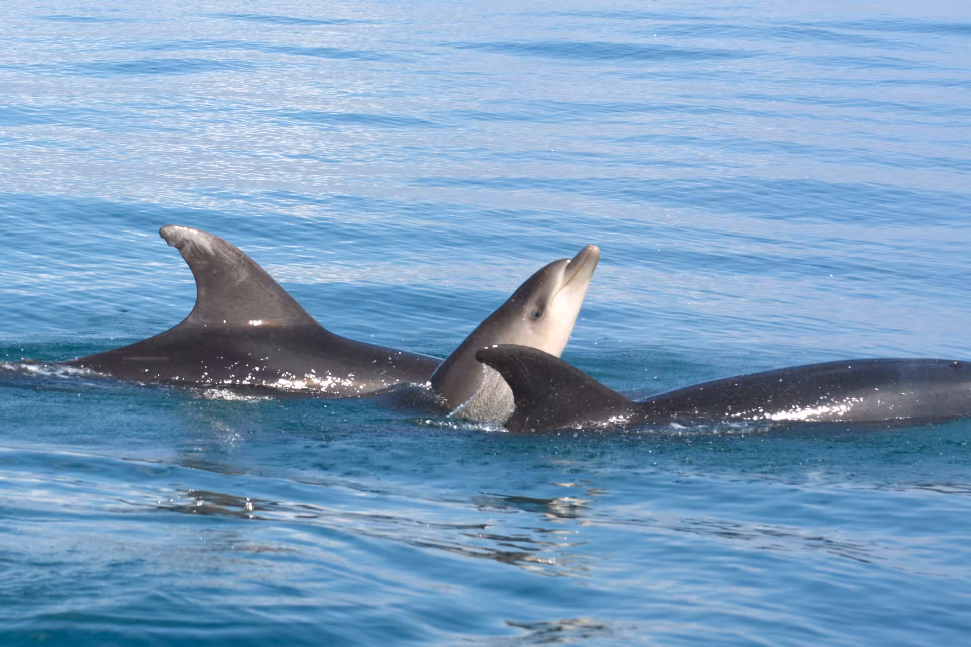 Wild dolphins swimming close to the boat on a Lagos Algarve dolphin watching cruise near Ponta da Piedade