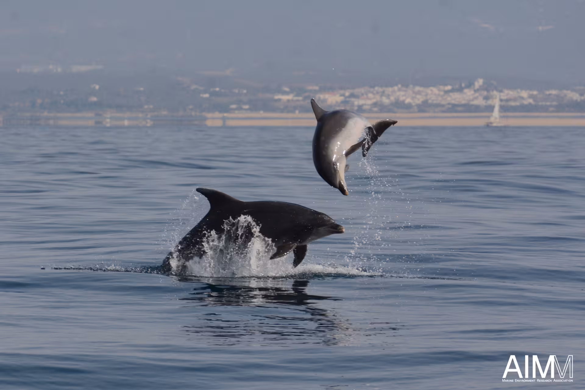 Playful dolphins leap from the calm ocean near Lagos on a NEW Dolphins & Ponta da Piedade Algarve boat tour