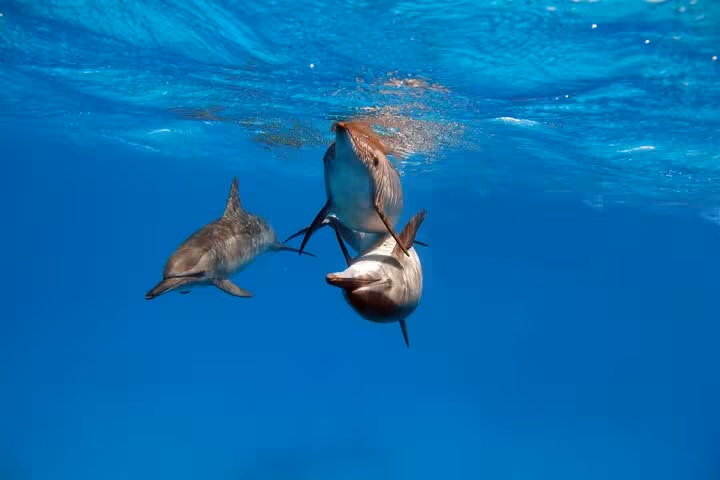 Underwater view of dolphins in clear Red Sea water on a Hurghada Dolphin House snorkeling tour with lunch