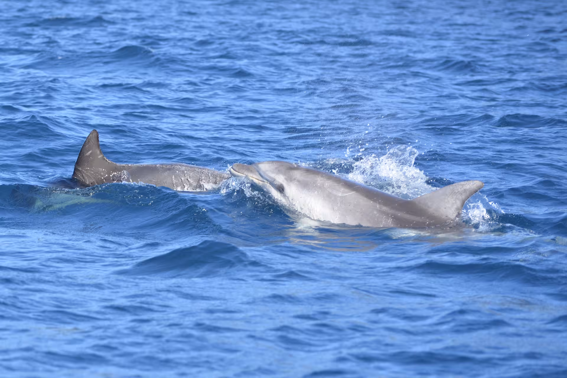 Playful dolphins swimming in the clear blue waters between Tavolara and Cala Moresca on a sailing tour from Olbia.